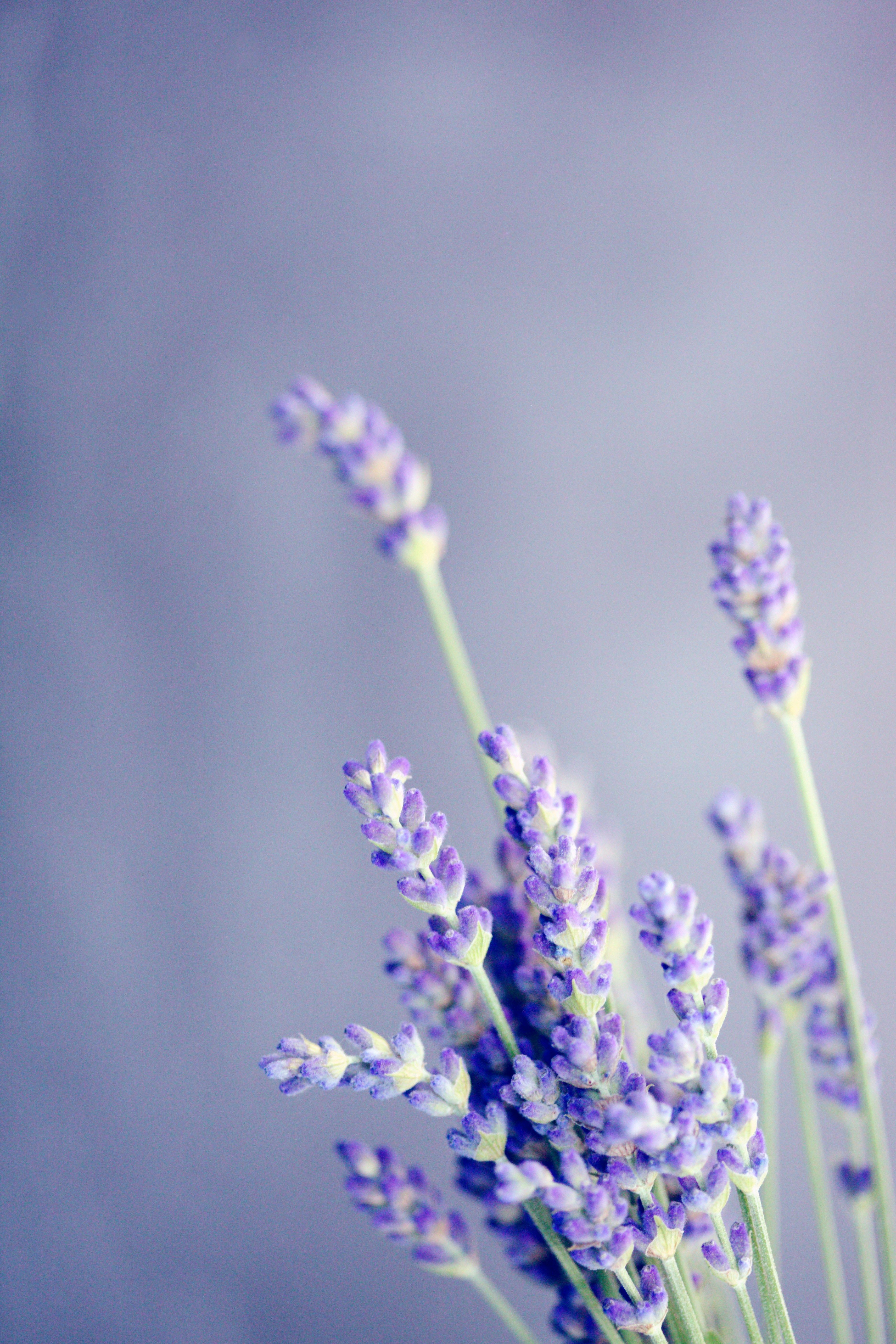 unsplash_SavQfLRm4Do